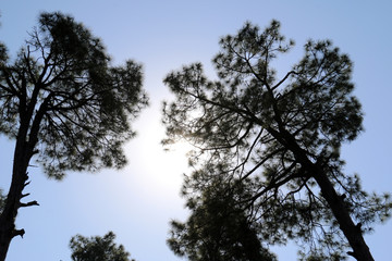 Lush Green Pine Trees Forest and beautiful Landscape of Patriata, New Murree, Punjab, Pakistan