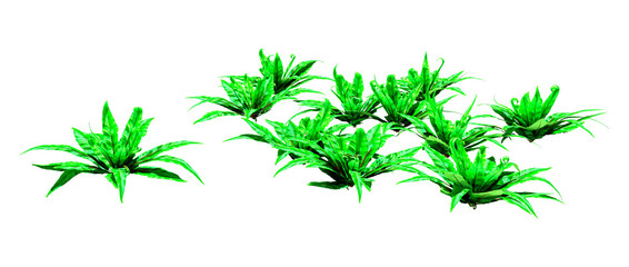 3D Rendering Harts Tongue Fern on White