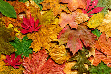 Autumn leaves background colorful Fall nature.