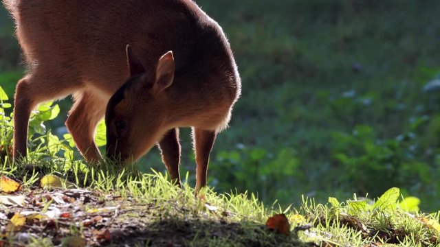 Reeves Muntjac deer, Muntiacus, feeding or eating on a sunny bright day within woodland during autumn/winter in November