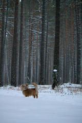 dog in winter forest