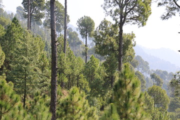 Fototapeta premium Lush Green Pine Trees Forest and beautiful Landscape of Patriata, New Murree, Punjab, Pakistan