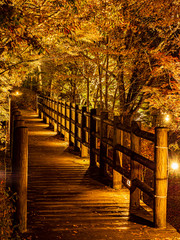 2019年11月, 日本, 山梨県, 山中湖