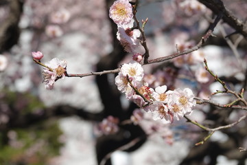 cherry blossom in korea
