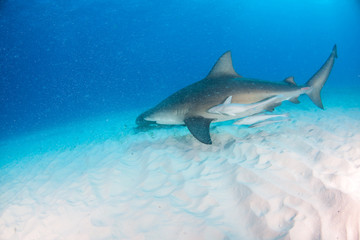 Fototapeta premium Bull shark at the Bahamas
