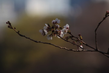 Lonely Cherry blossoms