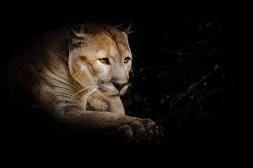 A proud beautiful predatory cat sits in the darkness. cat in the night forest, black background. cougar sits on a platform surrounded by green leaves, a big cat.