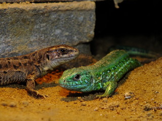 izards live in a terrarium. sand lizard