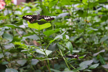 Butterflies in a tropical garden