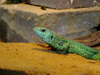 izards live in a terrarium. sand lizard