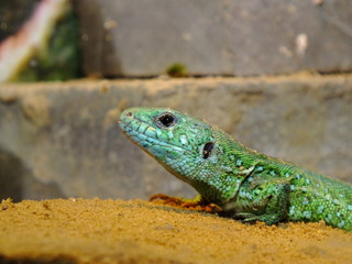 izards live in a terrarium. sand lizard