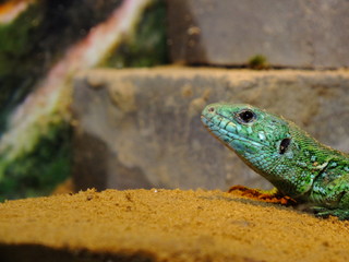 izards live in a terrarium. sand lizard