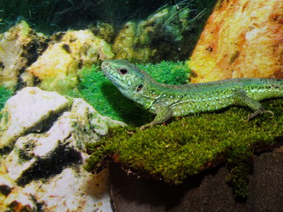 Naklejka na ściany i meble izards live in a terrarium. sand lizard