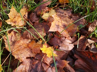 leaves on the grass