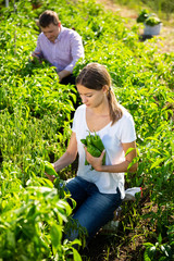 Husband and wife harvest bell peppers in garden beds