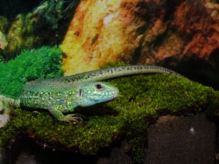 izards live in a terrarium. sand lizard