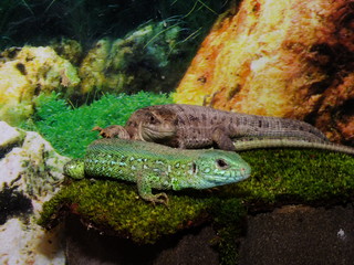 izards live in a terrarium. sand lizard