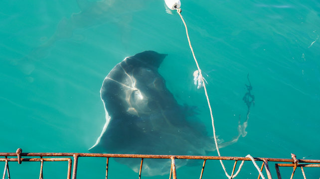รูปภาพStringray – เลือกดูภาพถ่ายสต็อก เวกเตอร์ และวิดีโอ91 | Adobe Stock