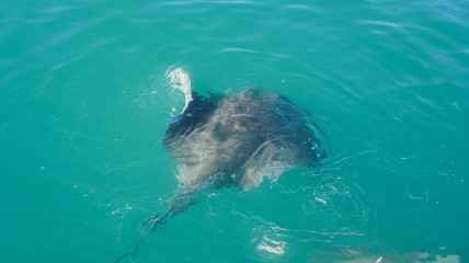 Obraz premium Large Stringray lure feeding in South Africa shark diving attraction on boat