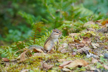 頬張るエゾシマリス