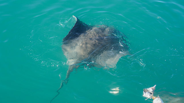 Large Stringray lure feeding in South Africa shark diving attraction on boat