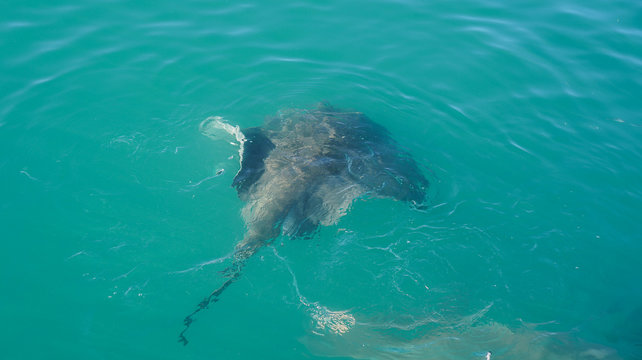 Stringray Menorca Stringray Images – Browse 117 Stock Photos, Vectors, and Video | Adobe ...