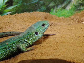 izards live in a terrarium. sand lizard