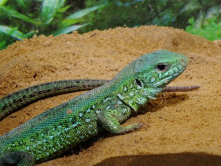 izards live in a terrarium. sand lizard