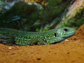 izards live in a terrarium. sand lizard