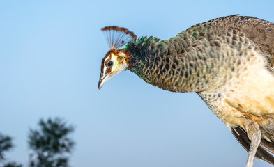 Feamle Peafowl