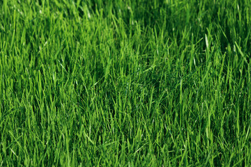 Natural green background. View from above on a green grass field. Free space, close-up, horizontal. Nature concept.