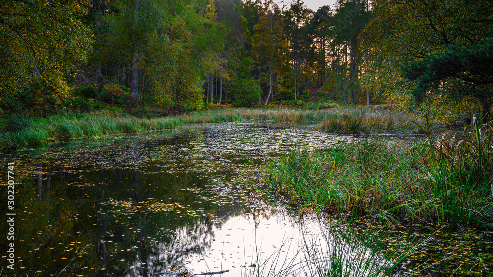 Canvas Prints morralee wood tarn at allen banks, and staward gorge in the english county of northumberland which w