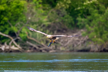 The white-tailed eagle (Haliaeetus albicilla) with the prey