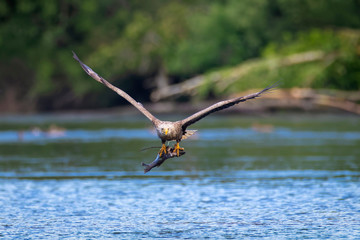 The white-tailed eagle (Haliaeetus albicilla) with the prey