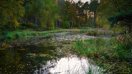 Morralee Wood Tarn at Allen Banks, and Staward Gorge in the English county of Northumberland which was a Victorian garden in a gorge of the River Allen cutting through woodland