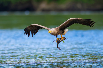 The white-tailed eagle (Haliaeetus albicilla) with the prey