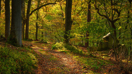 Autumn Walk through Morralee Wood, at Allen Banks and Staward Gorge in the English county of Northumberland which was a Victorian garden in a gorge of the River Allen cutting through woodland