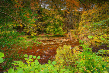 Autumn at River Allen in Allen Banks, and Staward Gorge in the English county of Northumberland which was a Victorian garden in a gorge of the River Allen cutting through woodland