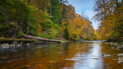 Autumn at Allen Banks and River Allen, flowing through Staward Gorge in the English county of Northumberland which was a Victorian garden in a gorge of the River Allen cutting through woodland