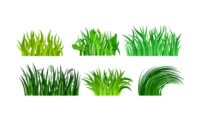 Green Grass In Tuftrs Vector Illustration Set Isolated