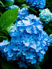 紫陽花