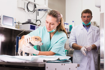 Dog undergoing surgery at vets