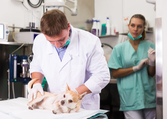 Dog on the operating table in a veterinary clinic