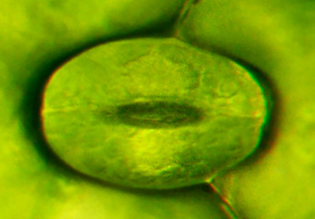 Stomata of the leaf of the plant