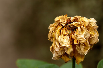 Dead white rose up close in a garden