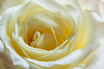 White rose up close inside petals