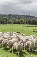 Sheep dog herding sheep on green field