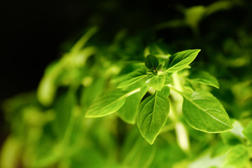 Bright green plant with small leaves in a pot in the interior. 