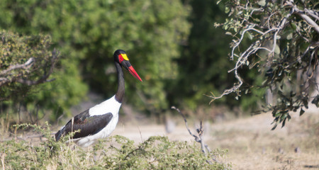 Saddle-billed stork 