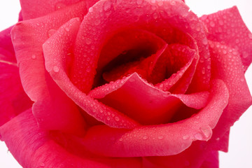 Pink rose up close inside petals